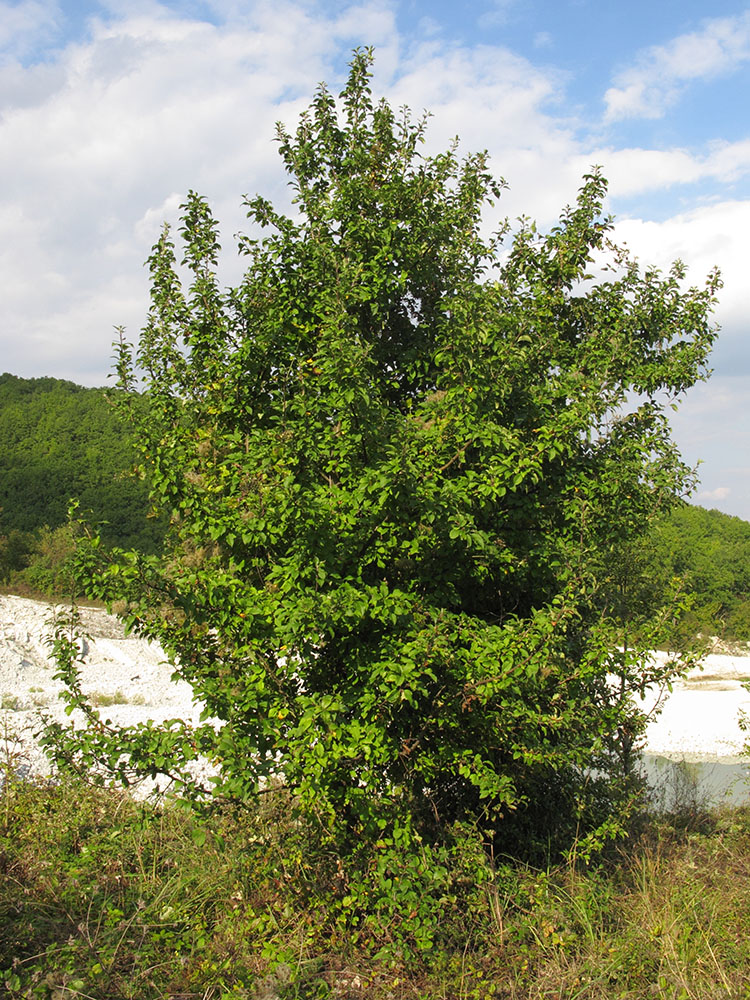 Image of genus Malus specimen.