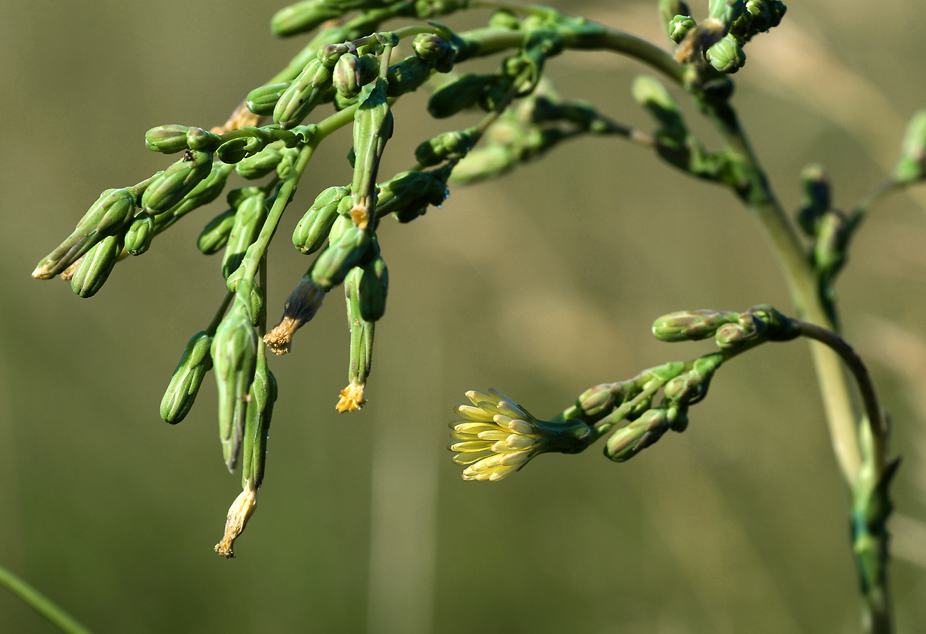 Изображение особи Lactuca serriola.