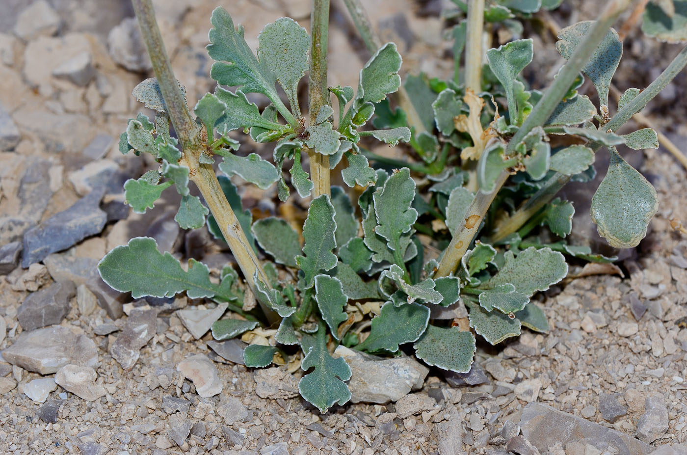 Изображение особи Scrophularia deserti.