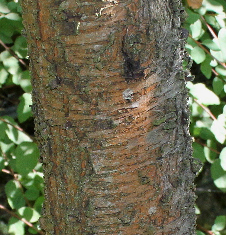 Image of Persica vulgaris specimen.