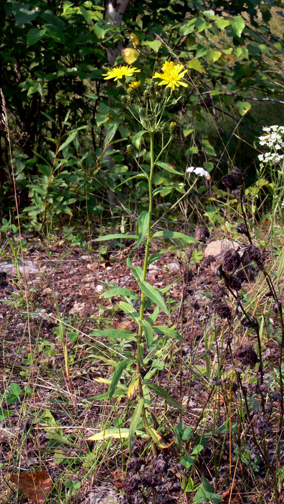 Изображение особи Hieracium umbellatum.