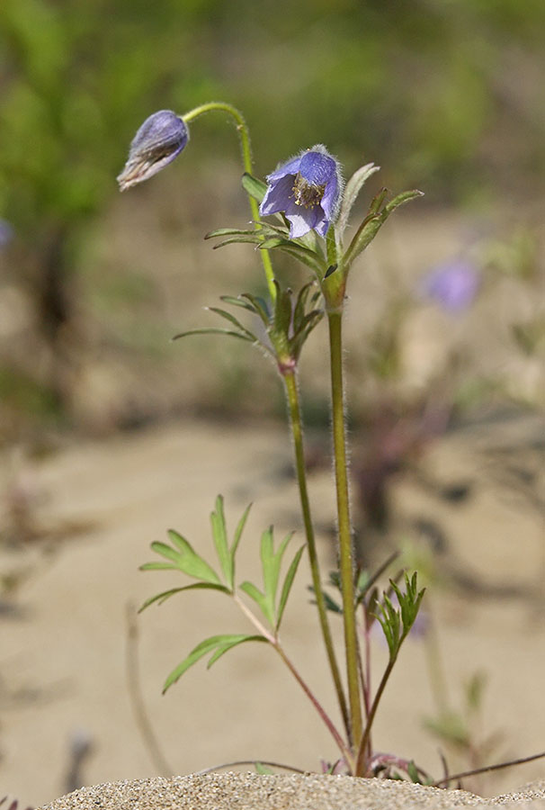 Image of Pulsatilla dahurica specimen.