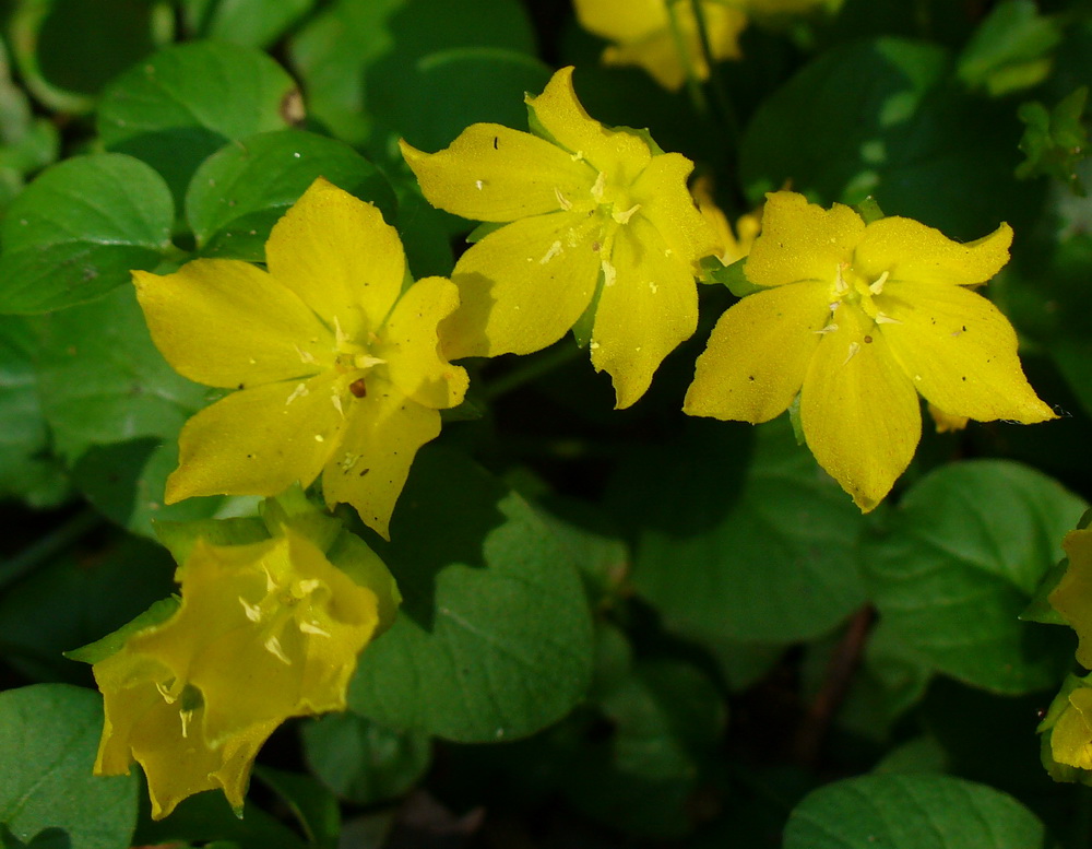 Изображение особи Lysimachia nummularia.