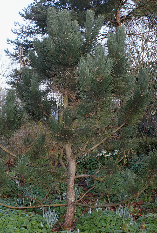 Image of genus Pinus specimen.