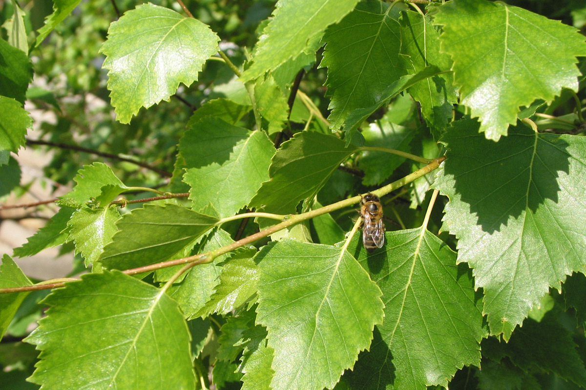 Image of Betula pendula specimen.