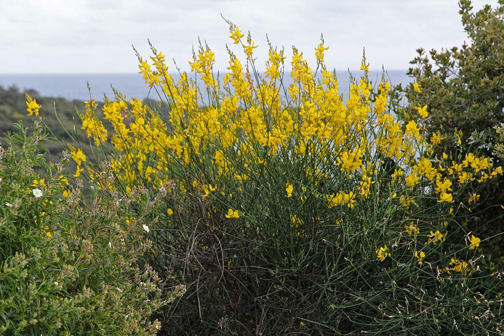 Image of Spartium junceum specimen.