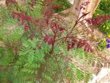 Caesalpinia pulcherrima. Верхушка молодого побега. Израиль, кибуц Эйн-Геди, ботанический сад. 18.03.2014.