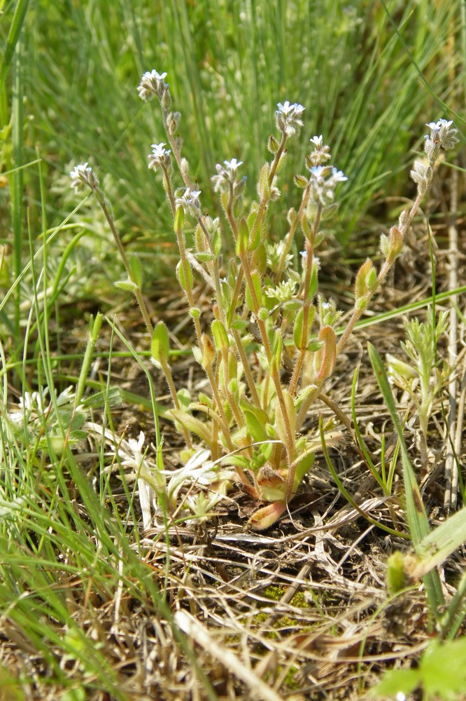 Image of Myosotis micrantha specimen.