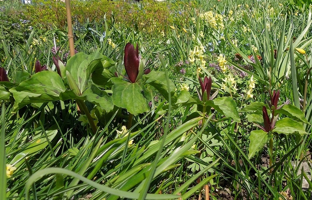 Image of Trillium sessile specimen.