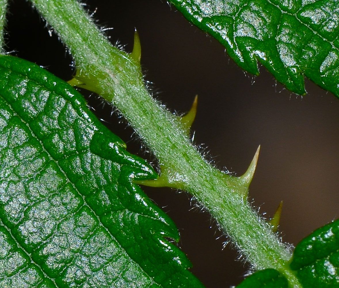 Image of Rubus canescens specimen.