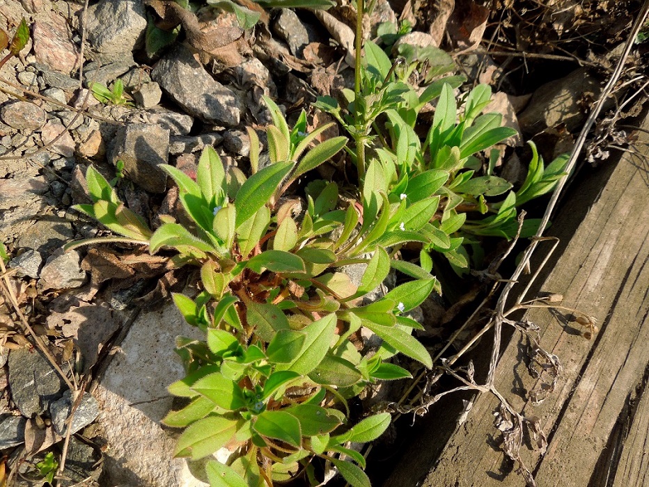 Image of Myosotis sparsiflora specimen.