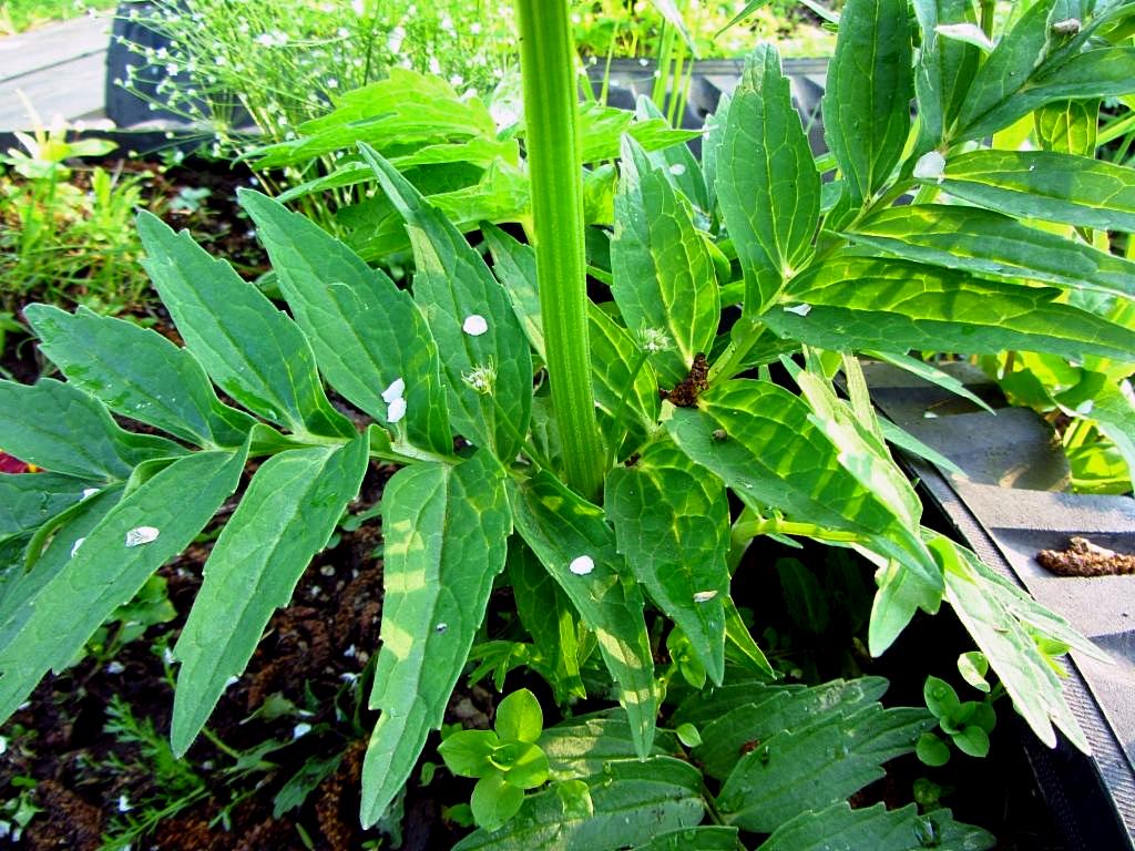 Image of genus Valeriana specimen.