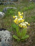 Primula macrocalyx. Цветущее растение. Кольский п-ов, Восточный Мурман, Дальние Зеленцы, естественный северный склон, среди валунов. 05.07.2014.