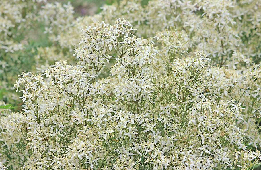 Image of Clematis lathyrifolia specimen.