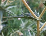 Смотреть изображение Carthamus lanatus