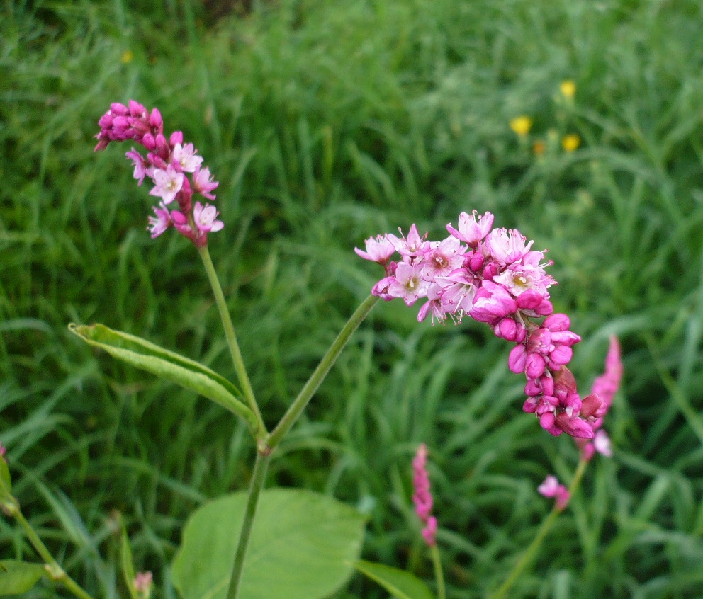 Image of Persicaria orientalis specimen.