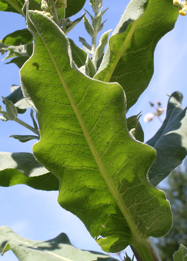 Image of Verbascum pulverulentum specimen.