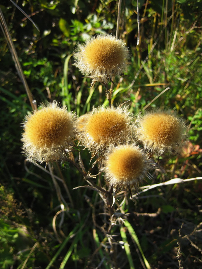 Image of Carlina fennica specimen.