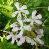 Saponaria officinalis