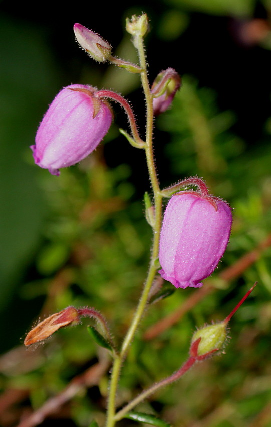 Image of Daboecia cantabrica specimen.