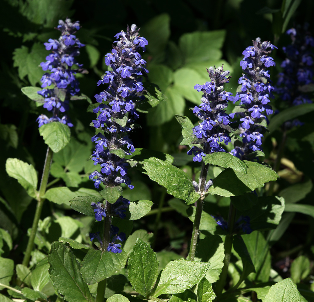 Image of Ajuga reptans specimen.