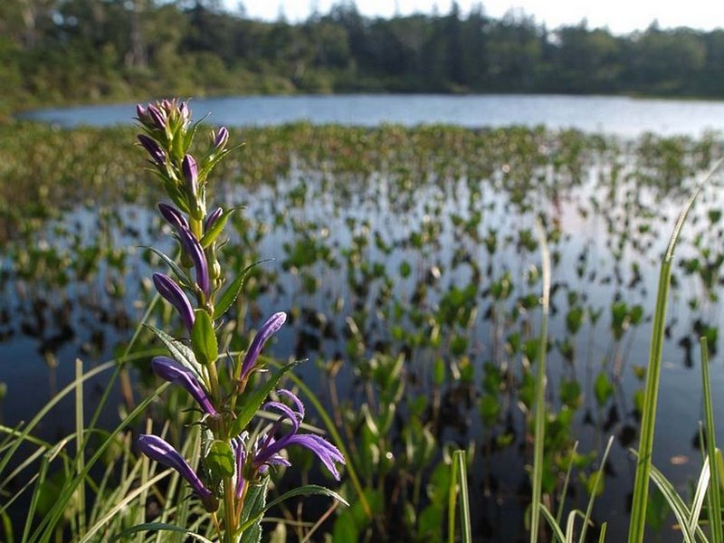 Изображение особи Lobelia sessilifolia.