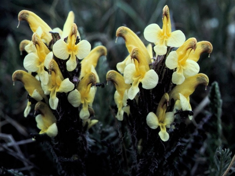 Image of Pedicularis oederi specimen.