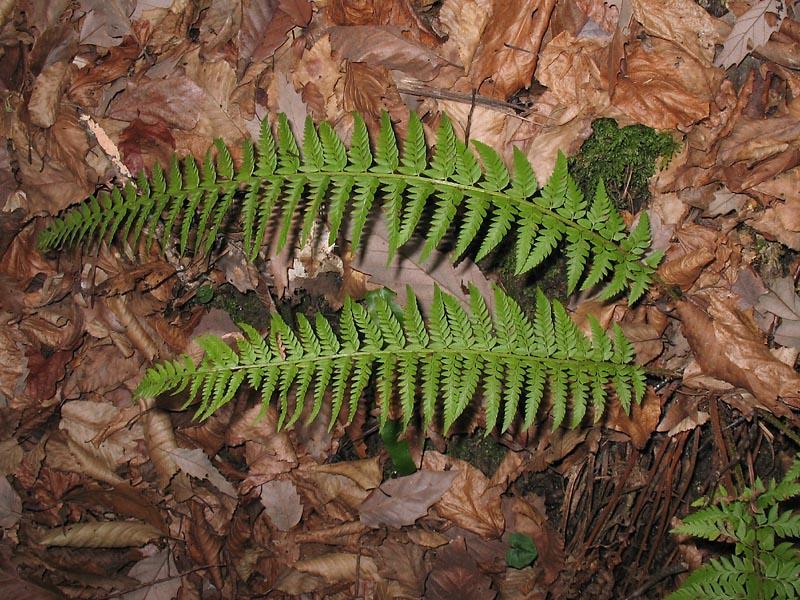 Image of Polystichum aculeatum specimen.