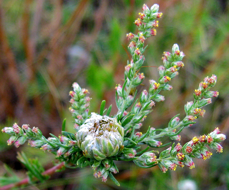 Image of Artemisia commutata specimen.