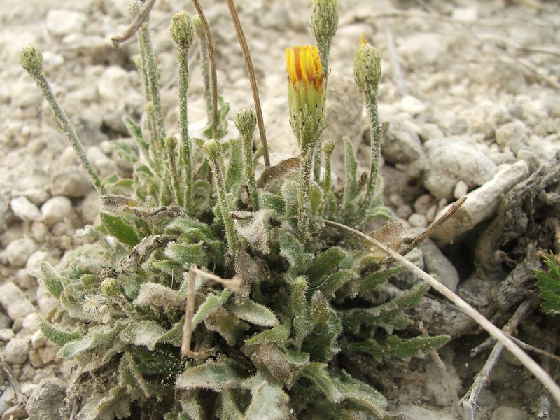 Image of Leontodon biscutellifolius specimen.