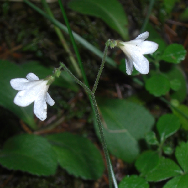 Изображение особи Linnaea borealis.