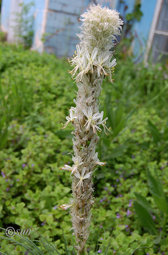 Image of Asphodeline taurica specimen.