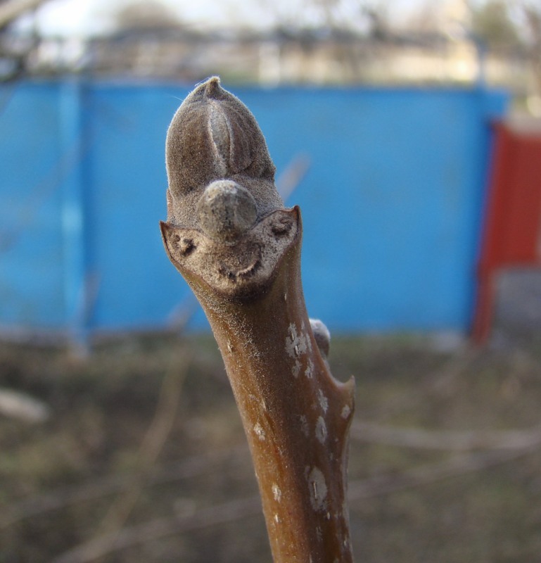 Image of Juglans regia specimen.