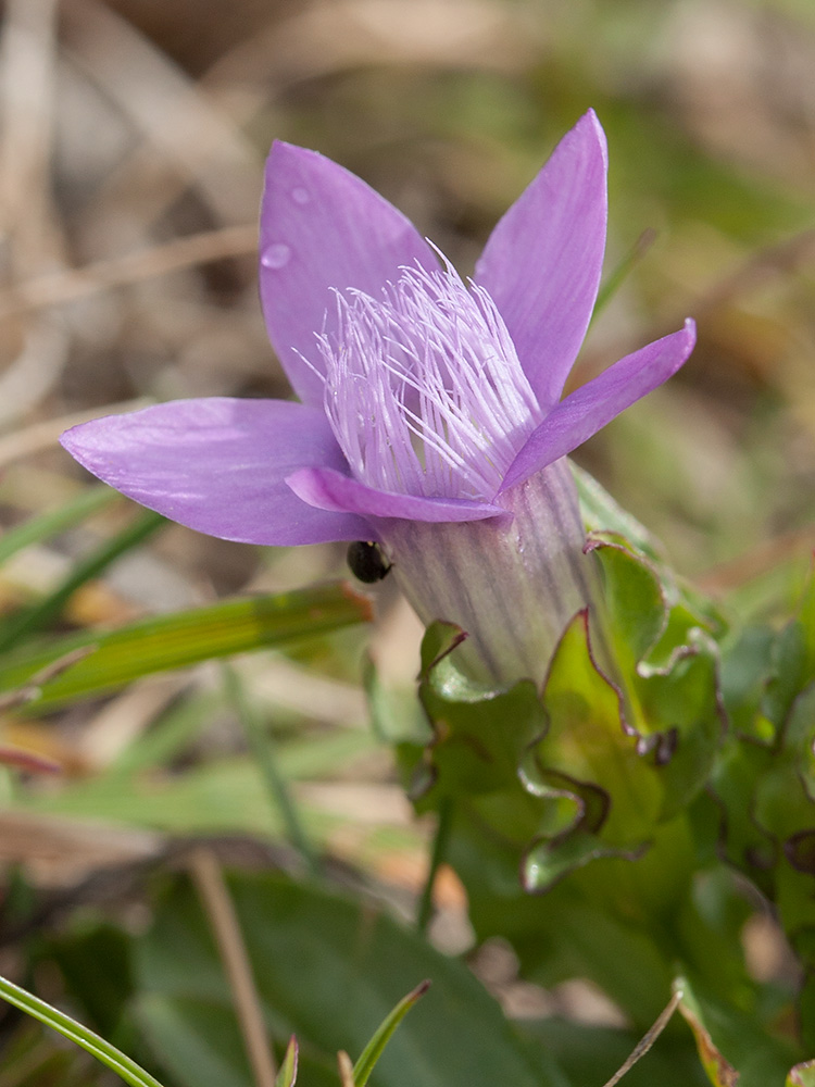 Image of Gentianella crispata specimen.