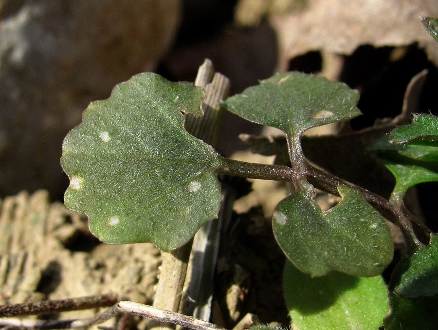 Image of Cardamine hirsuta specimen.