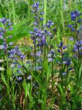 Polygala amarella