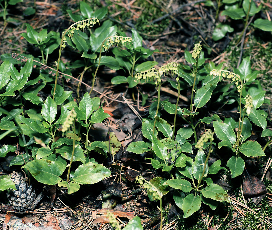 Изображение особи Orthilia secunda.