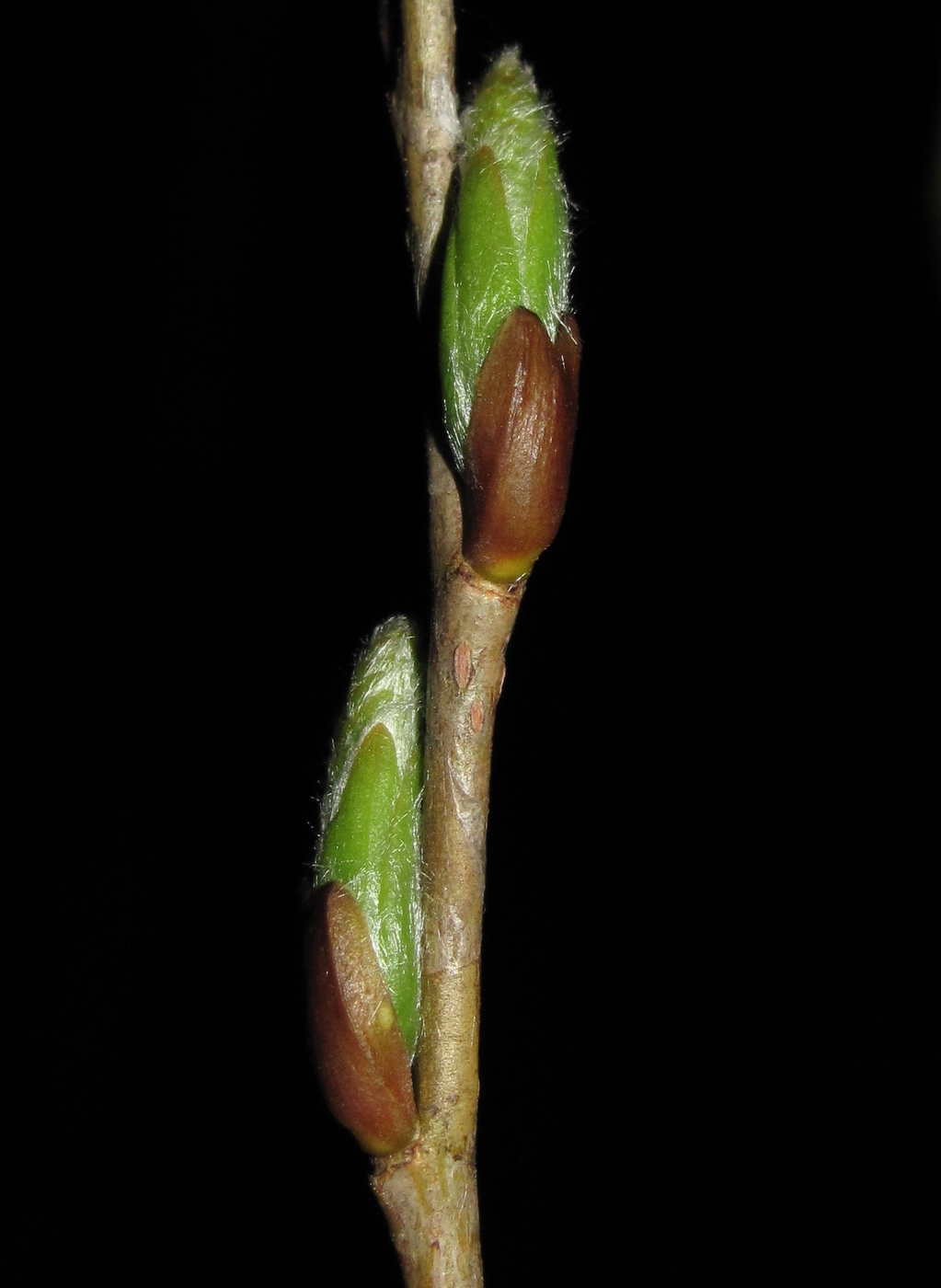 Image of Salix triandra specimen.