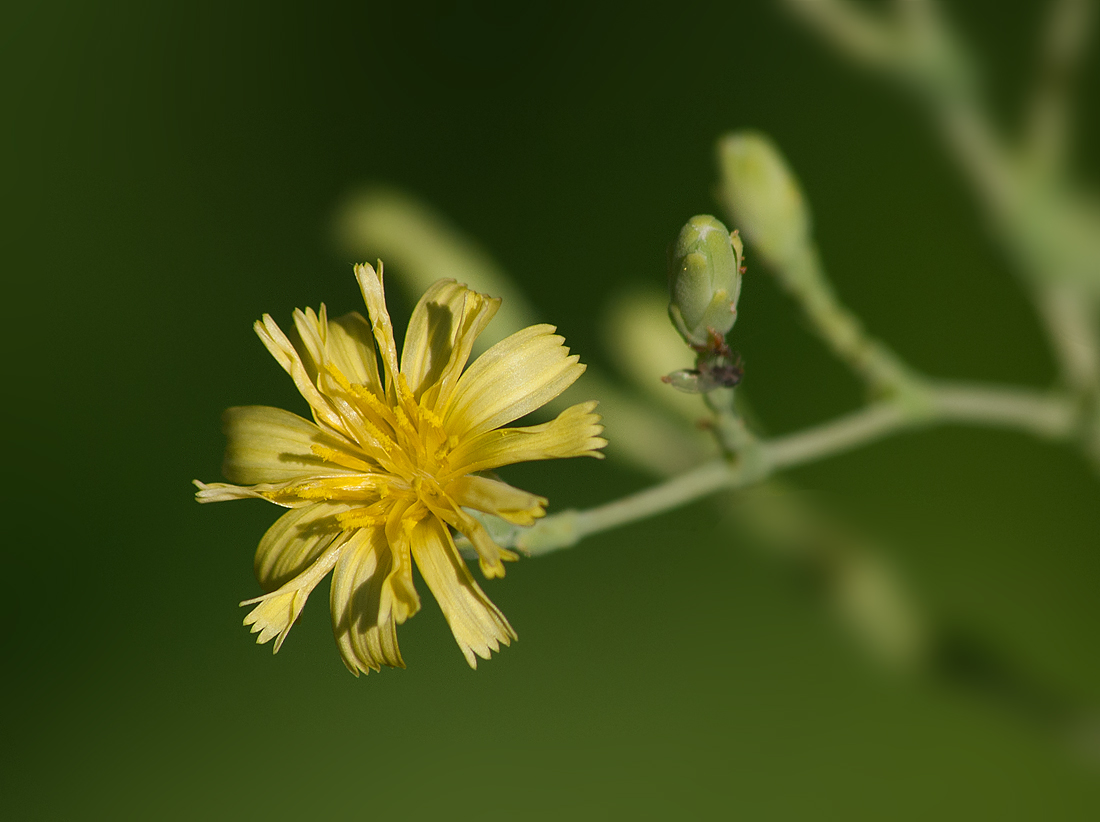 Image of Lactuca sativa specimen.