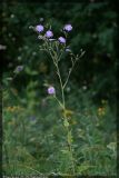 Cicerbita uralensis. Цветущее растение (верхняя часть побега). Республика Татарстан, Муслюмовский р-н. Август 2008 г.