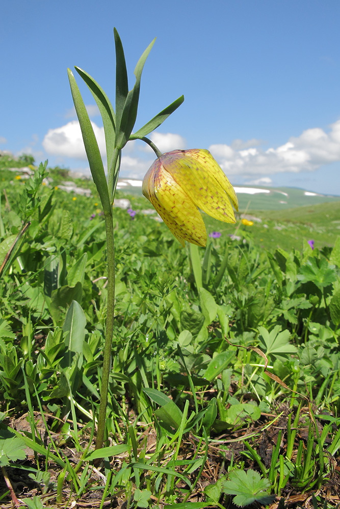 Image of Fritillaria ophioglossifolia specimen.