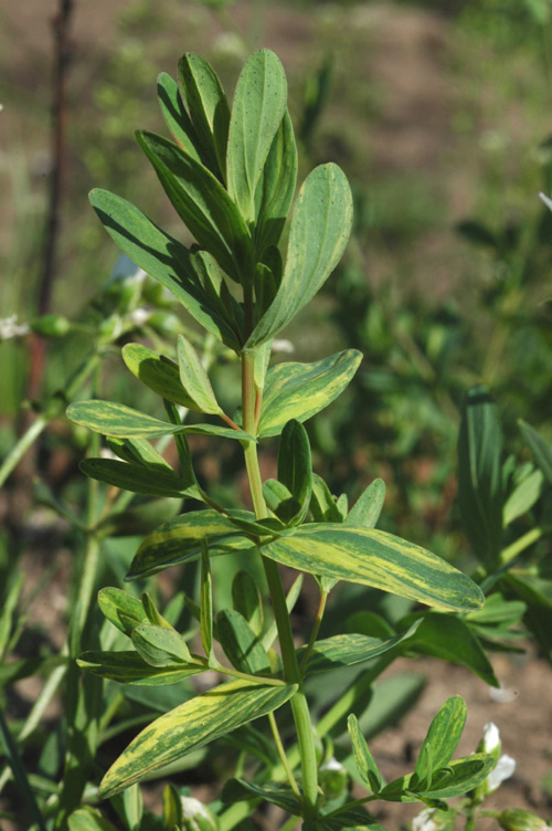 Image of Hypericum perforatum specimen.