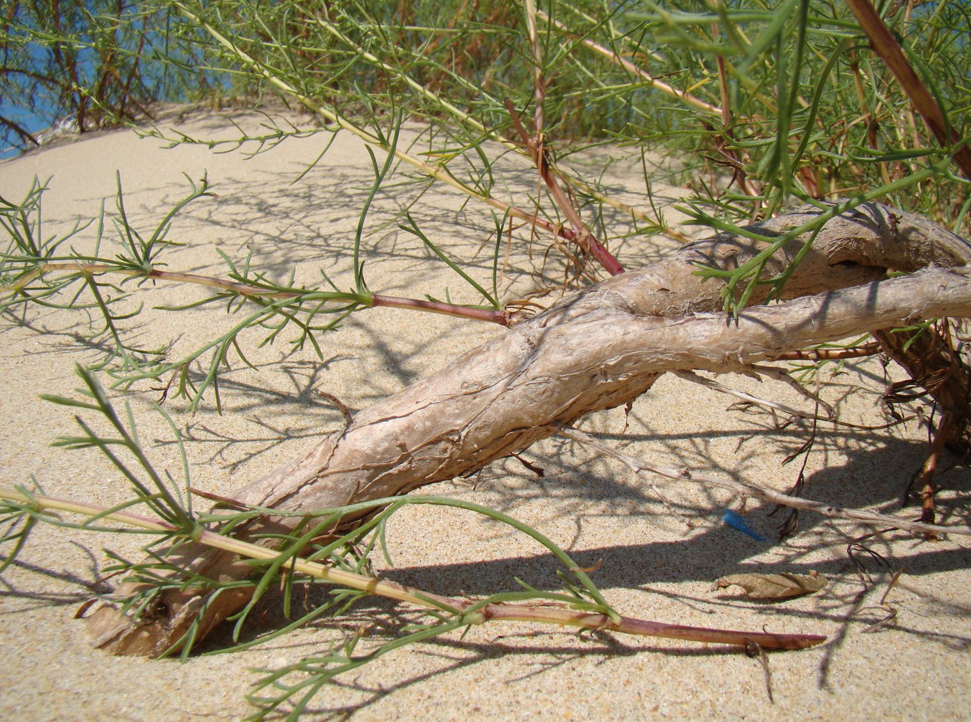 Image of Artemisia arenaria specimen.