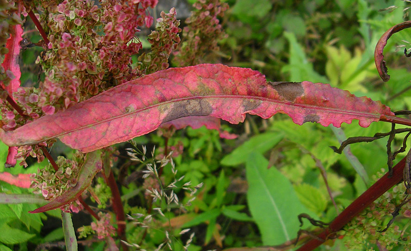 Image of Rumex pseudonatronatus specimen.