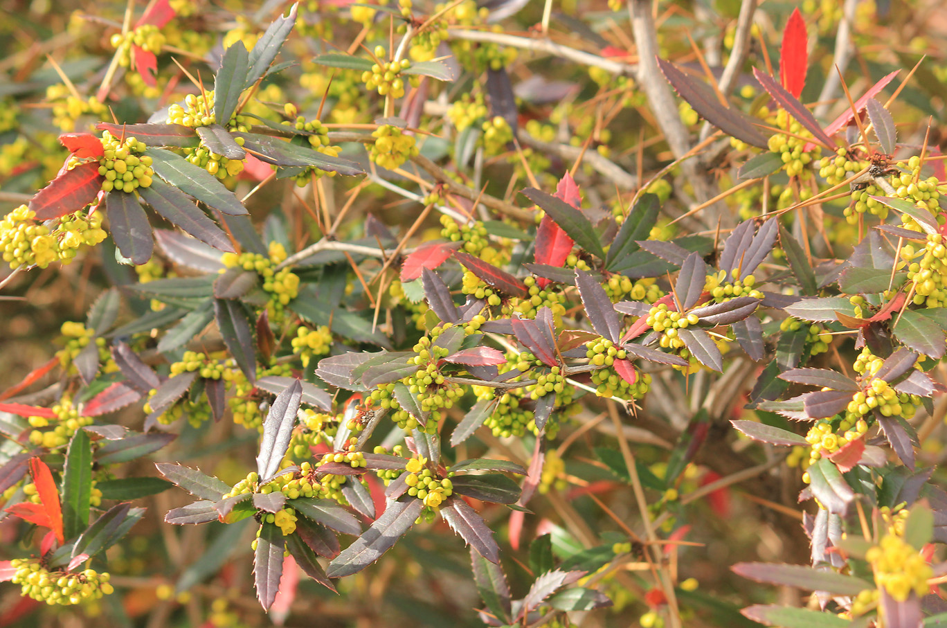 Image of Berberis julianae specimen.