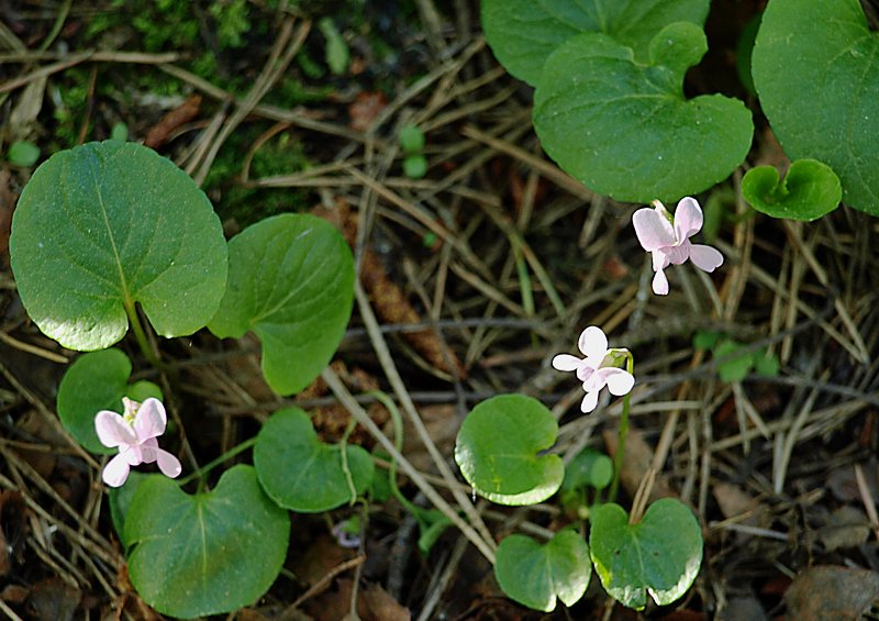 Image of Viola palustris specimen.