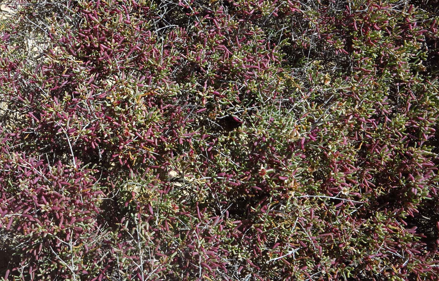 Image of Salsola divaricata specimen.