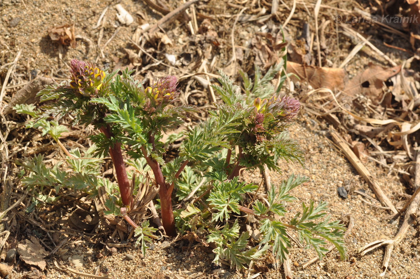 Image of Corydalis speciosa specimen.