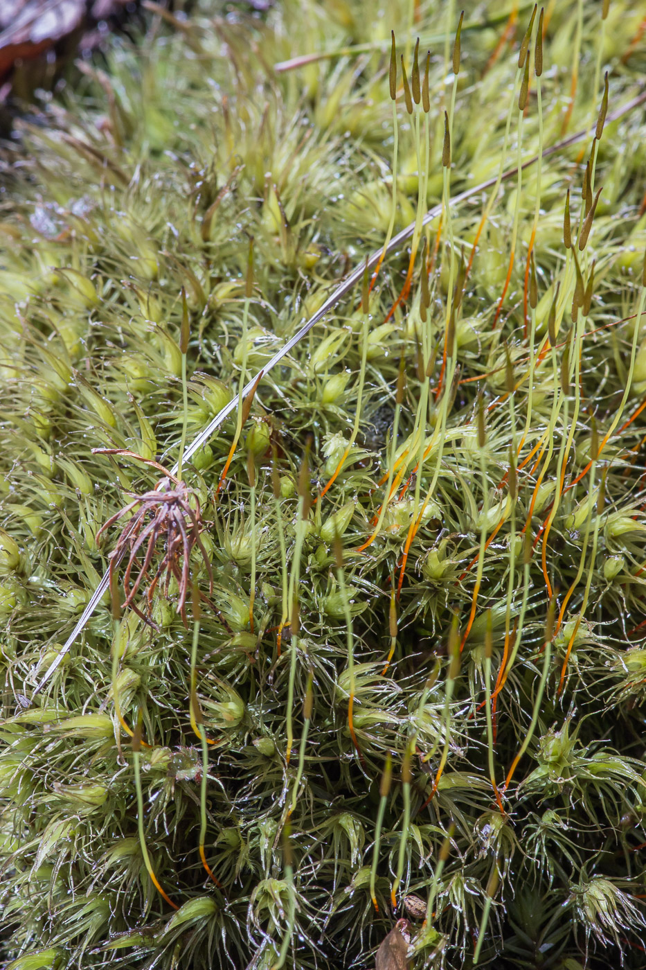 Image of genus Dicranum specimen.