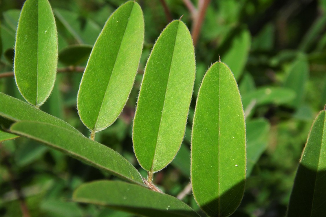 Изображение особи Amorpha fruticosa.